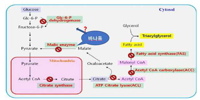 지방 합성과정의 주요 효소