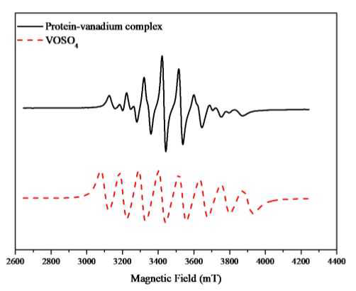 EPR spectra of protein-vanadium complex and VOSO4