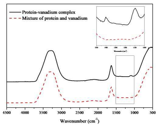 FT-IR spectra of protein-vanadium complex and mixture of free SENP8 and vanadium