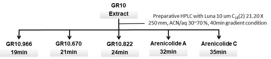 Arenicolide As의 분리 정제 과정