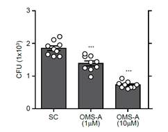 Ohmyungsamycin A를 처리한 경우 Drosophila melanogaster 내에서 측정된 M. marinum 의 CFU 값