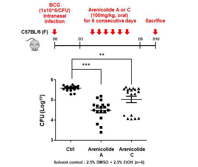Arenicolide A의 BCG 균주에 대한 in vivo 유효성 시험결과