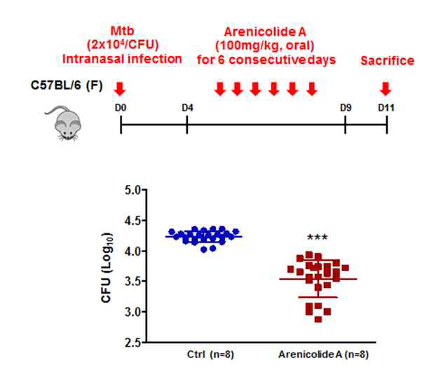 Arenicolide A의 Mtb 균주에 대한 in vivo 유효성 시험결과