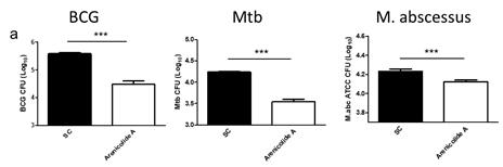 3가지 마이코박테리아에 대한 in vivo 항균활성 시험결과