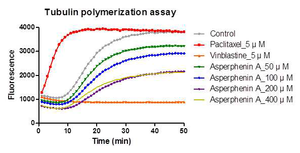 Asperphenin A의 tubulin polymerization 억제 효능 평가