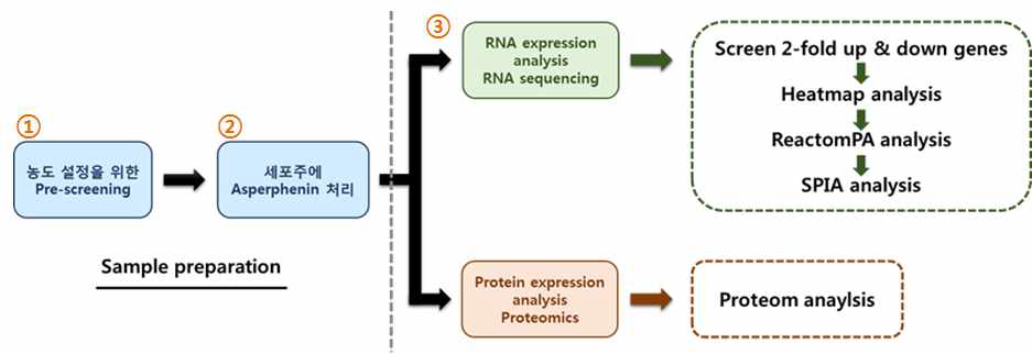 RNA-seq 및 proteomics 실험 과정