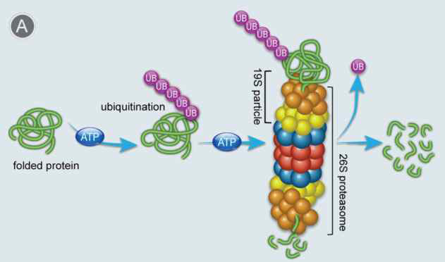Proteasome의 역할