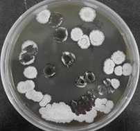 염전 유래 박테리아 Streptomyces sp. HK18의 agar plate상의 균주 사진