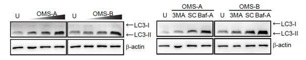 LC3 lipidation assay 수행 결과