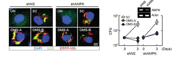 shAMPK 혹은 shNS를 도입한 BMDMs에 ERFP-Mtb를 감염시킨 후 Ohmyungsamycin A를 처리한 실험 결과