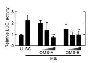 Ohmyungsamycin A 처리를 통한 Mtb-유도 NF-KB 보고 유전자 활성