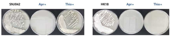 SNJ042 균주와 HK18 균주의 항생제 내성 test 결과