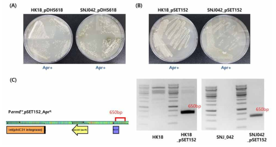 SNJ042와 HK18 균주의 발현벡터 도입 확인 [항생제 저항성 colony 선별; pDHS618 벡터 (A), pSET152 벡터 (B), pSET152 벡터의 chromosome 내 도입 PCR 확인 (C)]