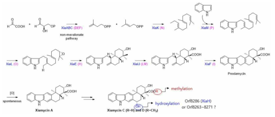 Xiamycin D의 예상 생합성 경로