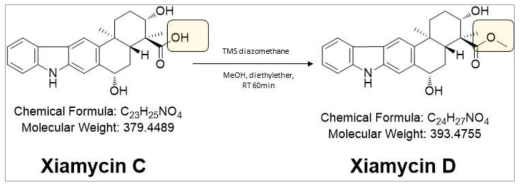 Xiamycin C로부터 Xiamycin D로의 전환 과정