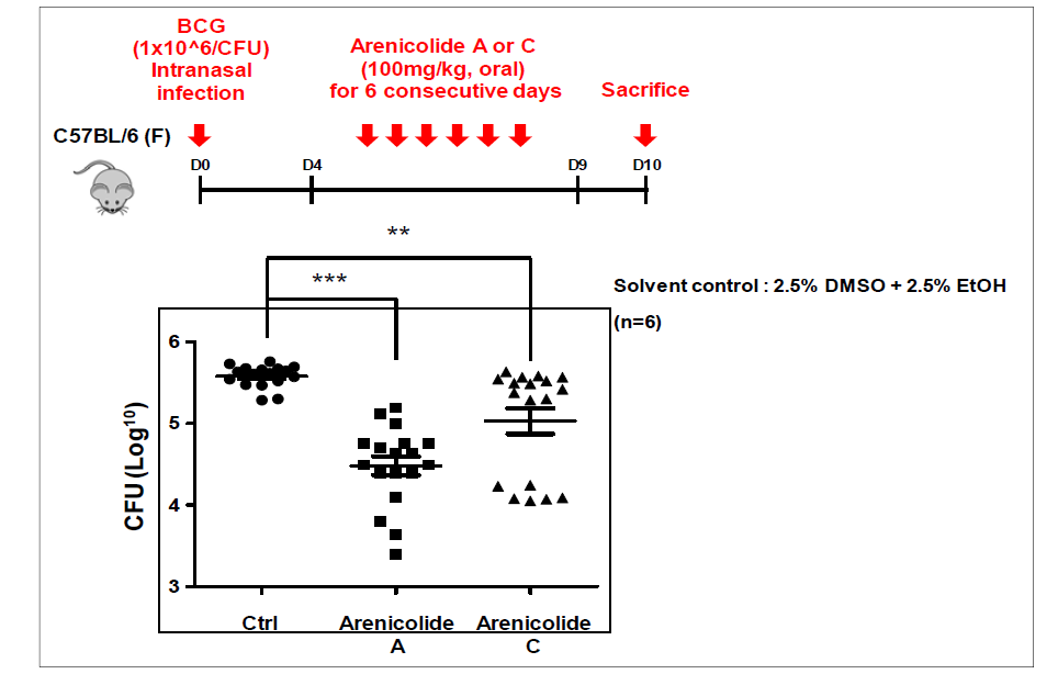 Arenicolide A와 C의 BCG 결핵균주에 대한 in vivo 활성