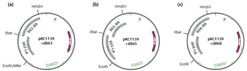 Modification 관련 유전자 삭제용 plasmid