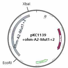A2 domain mutation 용 plasmid
