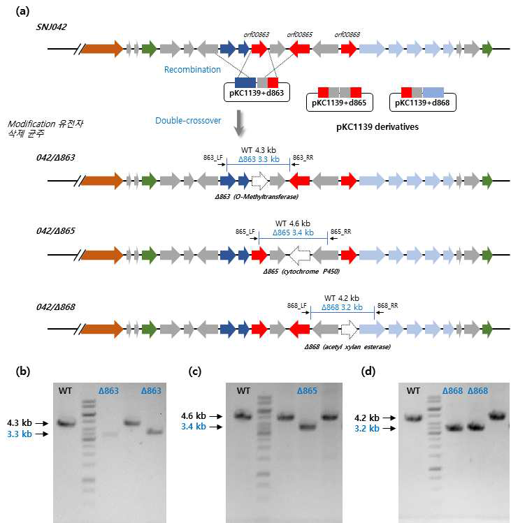 Ohmyungsamycin A 생합성 modification 유전자 삭제 전략(a) 및 삭제 mutant의 PCR 분석(b, c, d)