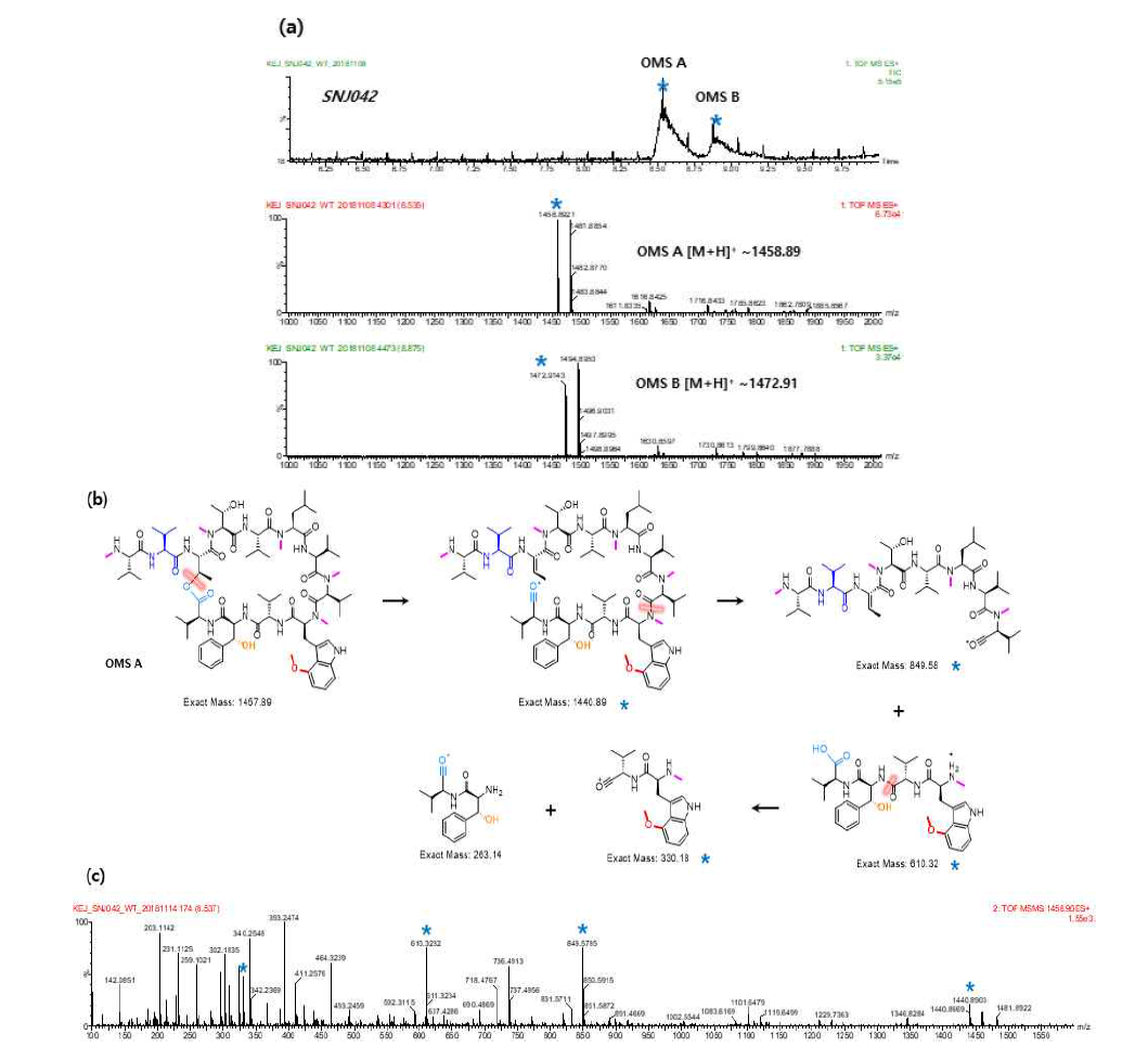 SNJ042 wild type MS 분석 chromatogram (a), Ohmyungsamycin A의 MS/MS fragmentation pattern 예측 (b) 및 MS/MS spectrum (c)