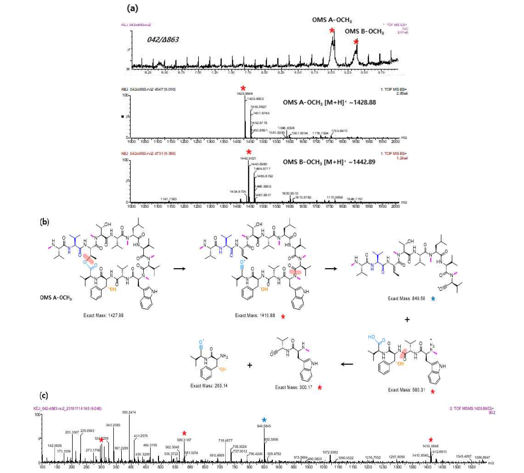 042/Δ863 mutant의 MS 분석 chromatogram (a), Ohmyungsamycin A-OCH3의 MS/MS fragmentation pattern 예측 (b) 및 MS/MS spectrum (c)