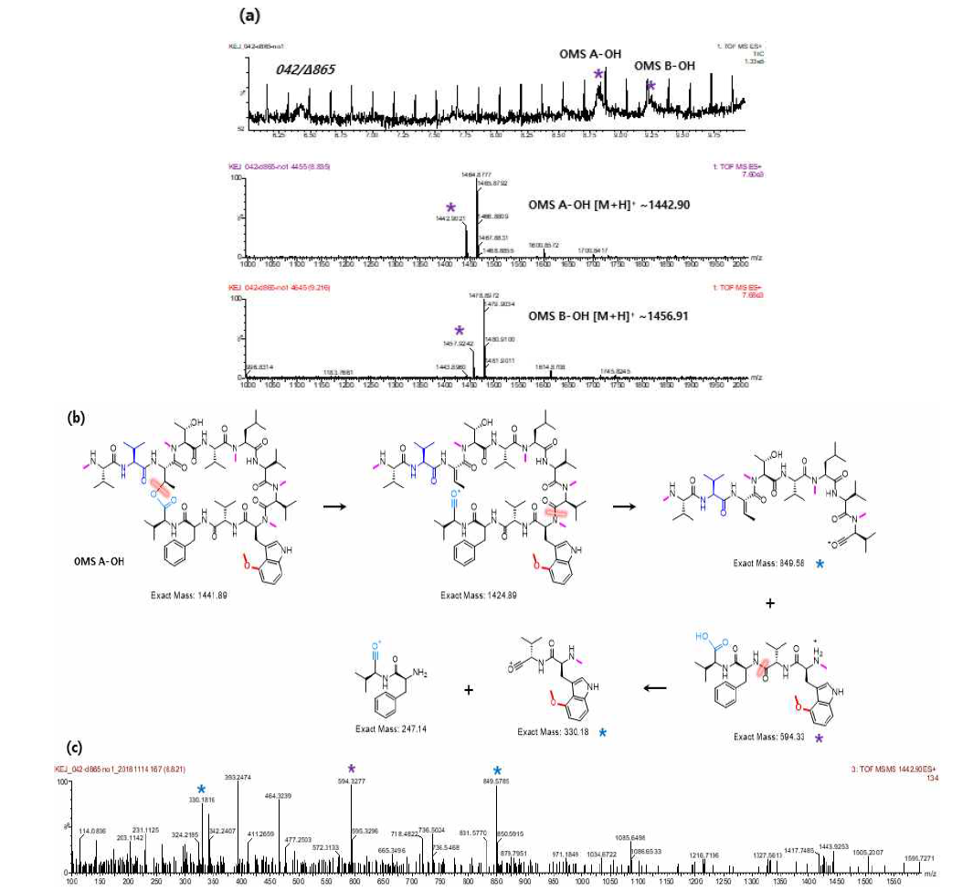 042/Δ865 mutant의 MS 분석 chromatogram (a), Ohmyungsamycin A-OH의 MS/MS fragmentation pattern 예측 (b) 및 MS/MS spectrum (c)