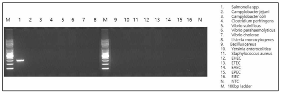 Salmonella Typhimurium(invA)의 conventional PCR 결과