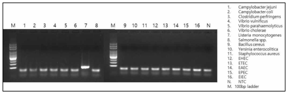 Listeria monocytogenes(prfA)의 conventional PCR 결과