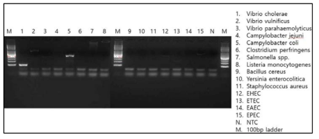 Vibrio cholerae(hly)의 conventional PCR 결과