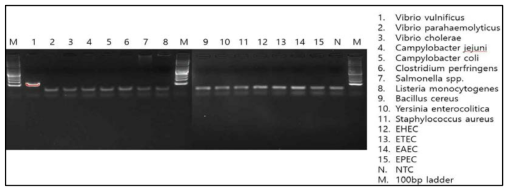 Vibrio vulnificus(vvh)의 conventional PCR 결과