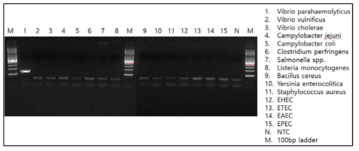 Vibrio parahaemolyticus(tlh)의 conventional PCR 결과