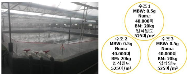 보리새우 현장 평가에 사용한 사육수조 및 입식 수조 현황