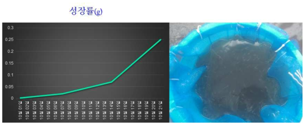 흰다리새우 치하 초기육성 기간 동안의 성장곡선