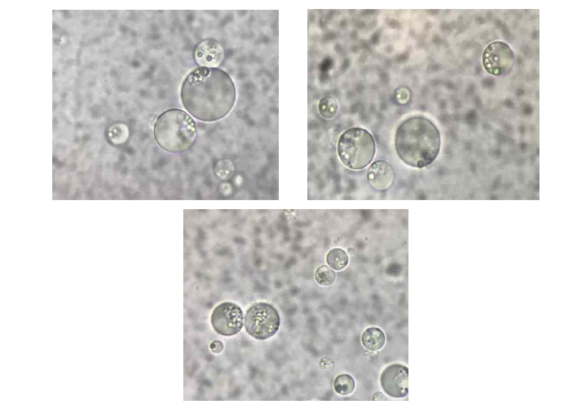 PB75 Cell 사진