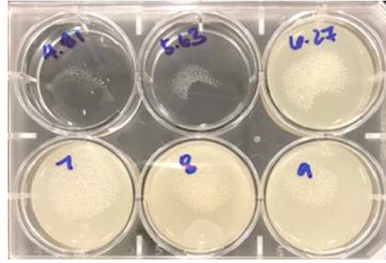 6well plate