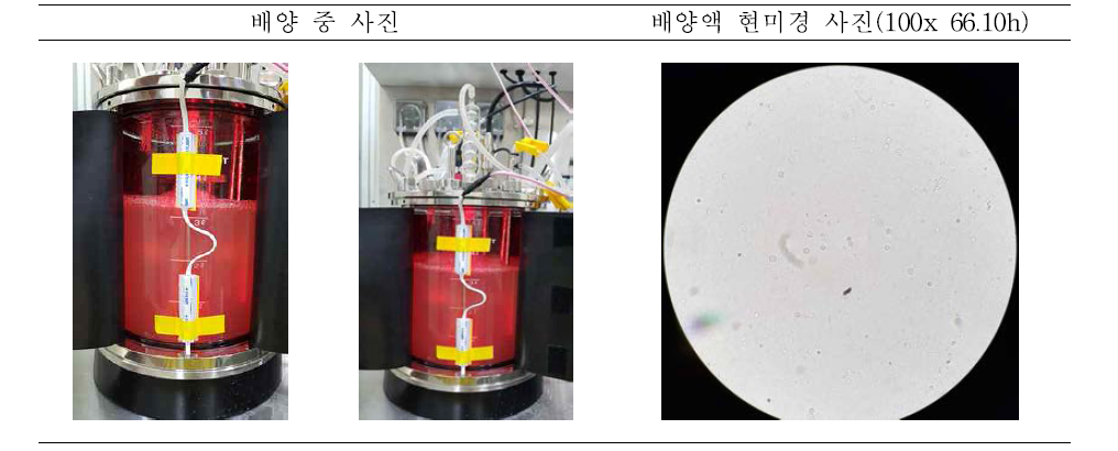 PB75 5L 4차 배양 결과 (현미경 사진)