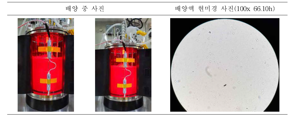 PB75 5L 5차 배양 결과 (사진 자료)