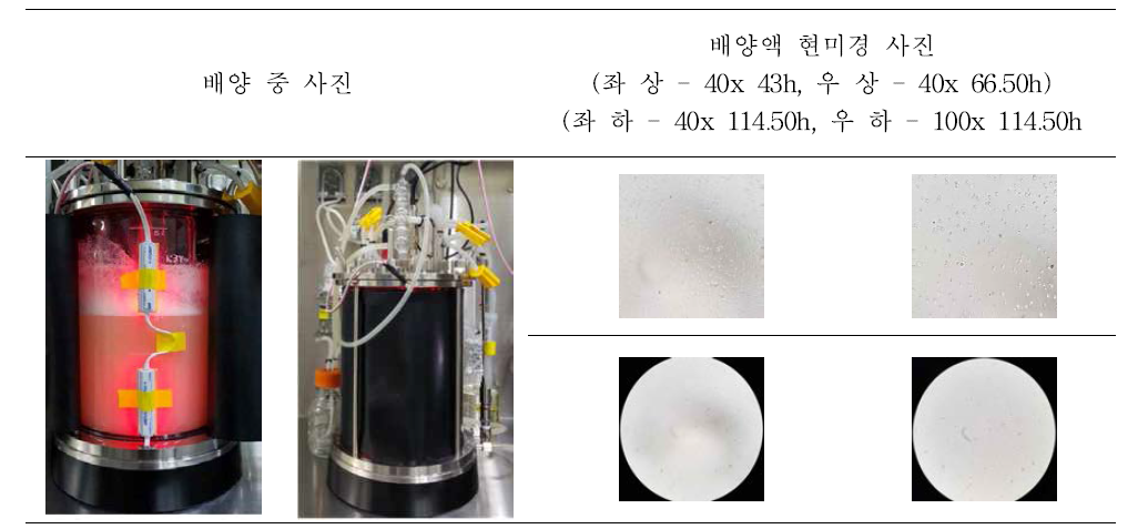 PB75 5L 6차 배양 결과 (현미경 사진)