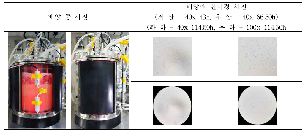 PB75 5L 7차 배양 결과 (현미경 사진)