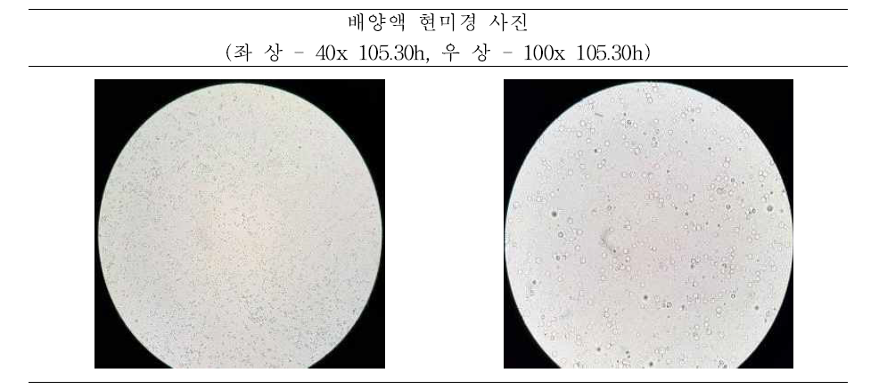 PB-75 500L 배양액 현미경 사진 (3g/L Tryptone)