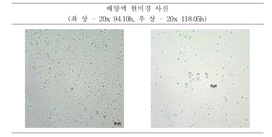 PB-75 500L 배양액 현미경 사진 (3g/L Casein protein)