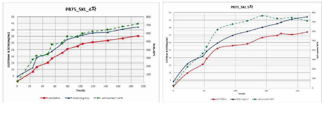 PB-75 5KL 4, 5차 배양 결과
