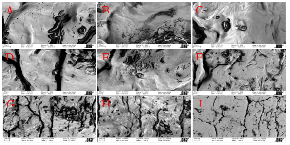 Scanning electron micrographs of the dried fish cake noodle with various starch concentrations. A : 10% starch, ✕1000; B : 15% starch, ✕100; C : 20% starch, ✕1000; D : 10% starch, ✕500; E : 15% starch, ✕500; F : 20% starch, ✕500; G : 10% starch, ✕150; H : 15% starch, ✕150; I : 20% starch, ✕150;