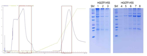 HGGTF1#55 정제시 Ni-resin filtration chromatogram (왼쪽), Tricin-SDS-PAGE (오른쪽). 재차 시도한 정제에서는 hFGF1과 나머지 단백질의 분리가 이루어지지 않는 결과를 보였음