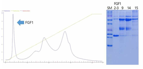 Q sepharose를 통한 ion-exchagne chromatography. 예상처럼 hFGF1 앞쪽에 서 용출됨