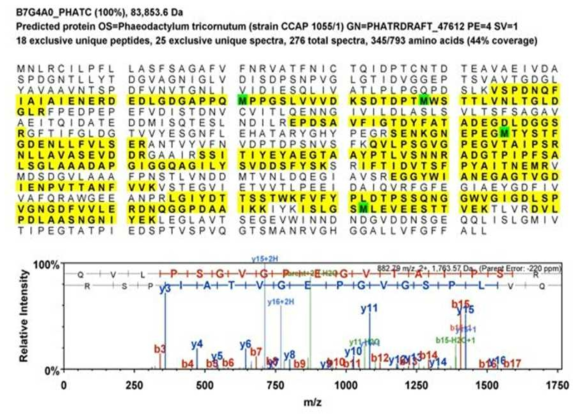 MS/MS protein sequence 및 spectrum