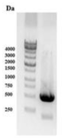 HASP1 promoter gDNA-PCR