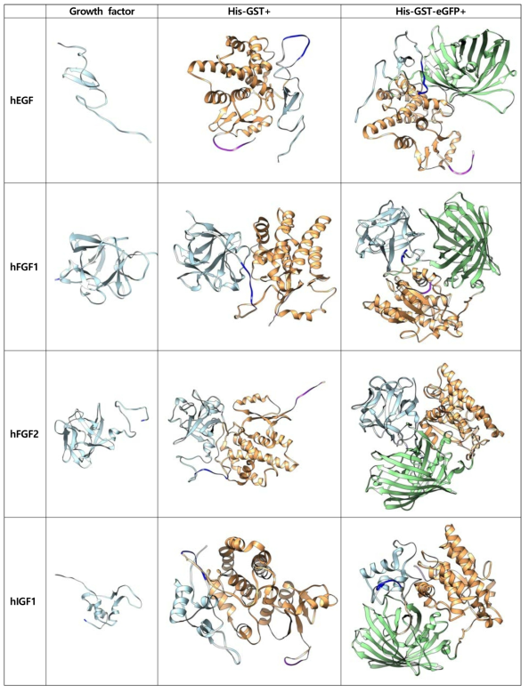 단백질 3차 구조 예측 (하늘색: 성장인자, 주황색: GST-tag, 녹색: eGFP, 파란색: TEV site, 보라색: His-tag)