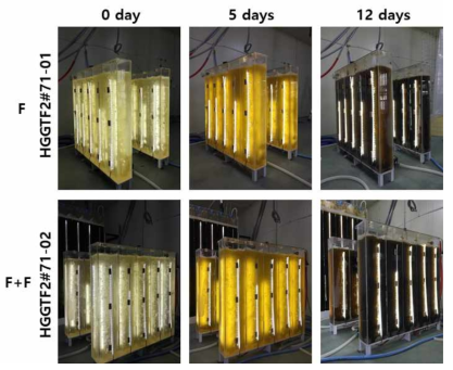 HGGTF2#71 배양사진