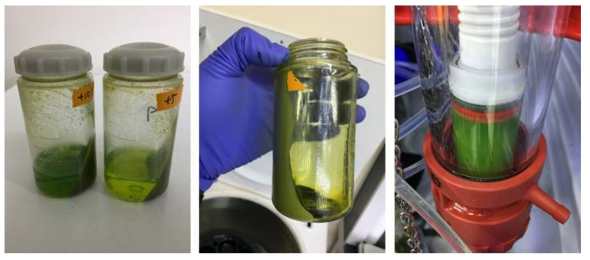 1차 파쇄 후 세포잔사에 PEI처리시 녹색물질 추가용출됨 (왼쪽), 파쇄시 PEI 0.05% 처리시 잔사에 남은 녹색물질 현저하게 감소 (가운데), 상등액 Ni-sepharose 에 binding 및 wash 후 resin 색 (오른쪽)